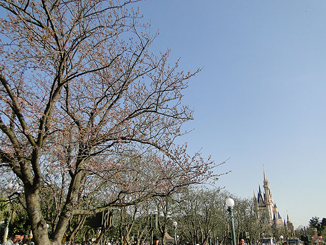 Cherry Tree in Tokyo Disneyland