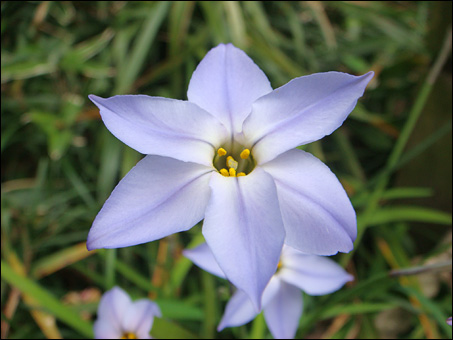 Spring Starflower