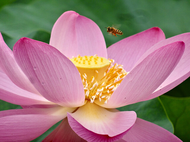 Oga Lotus and Bee