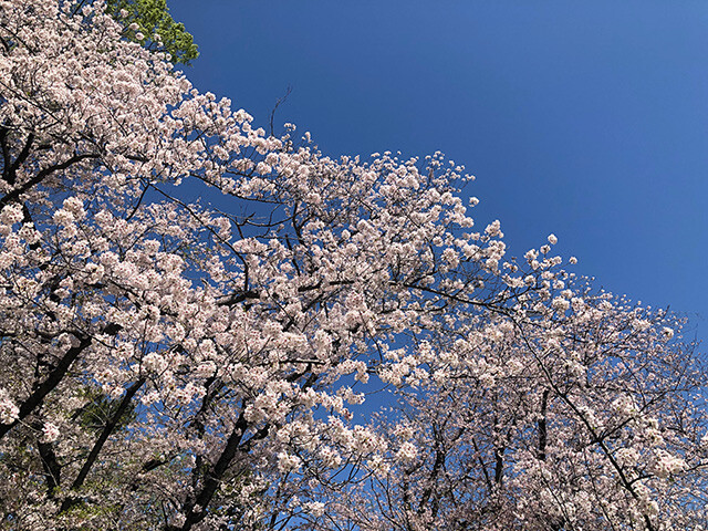 Cherry Blossoms at Chiba Park