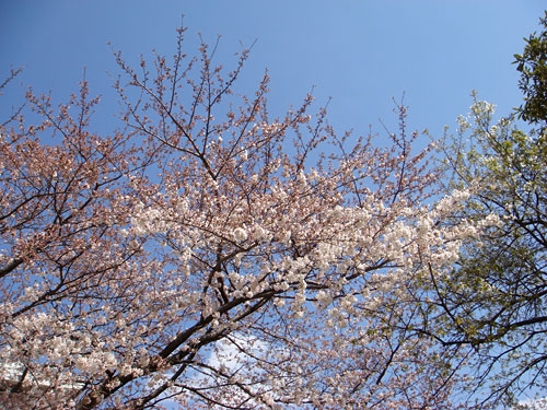 Cherry Blossoms