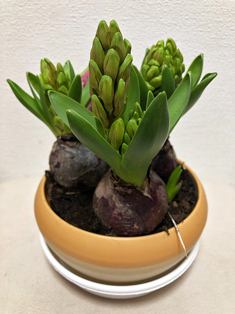 Pink Hyacinth 190215