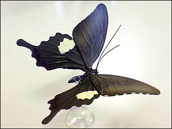 Papilio helenus