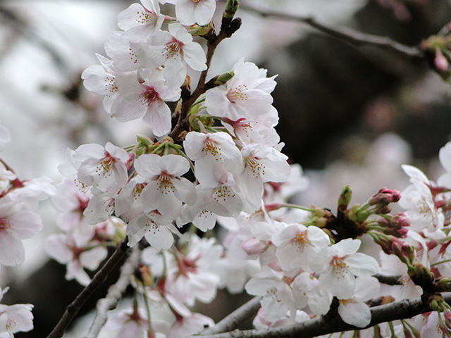 Cherry Blossoms