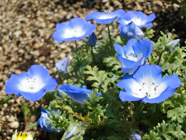 Nemophila