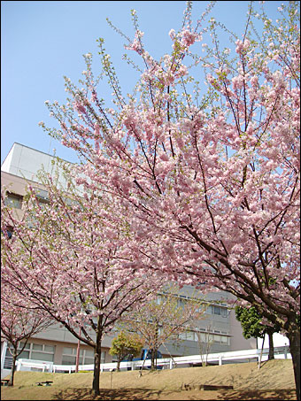 Sakura in NIRS 2