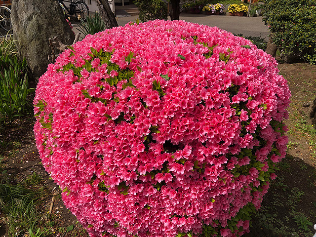 Flowers at Daughter MaCHO's Junior High School