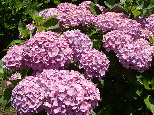 Hydrangea