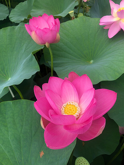 Oga Lotus