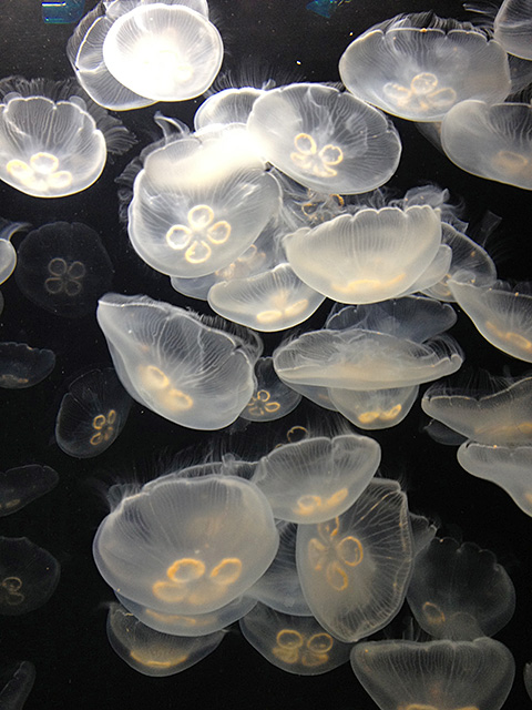 Moon Jellyfishes