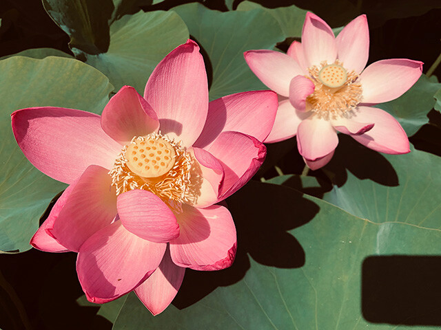 Oga Lotus