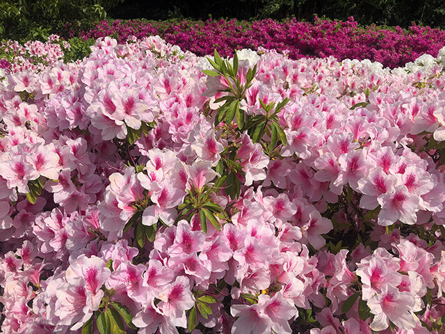 Azaleas