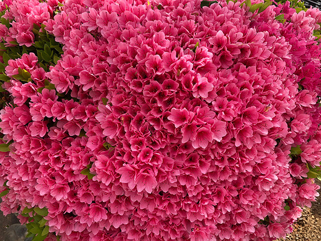 Flowers at Daughter MaCHO's Junior High School