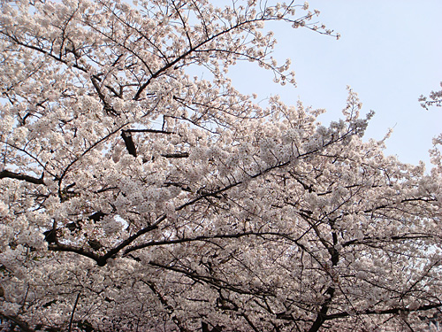 Cherry Blossoms