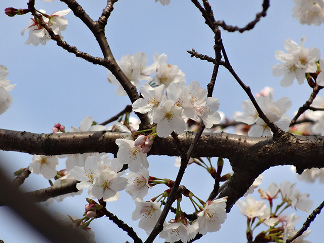 Cherry Blossoms