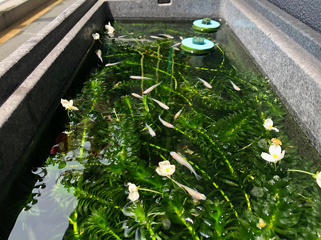 White Medaka and Brazilian Waterweed