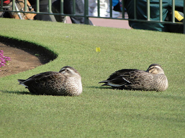 Sleeping Ducks