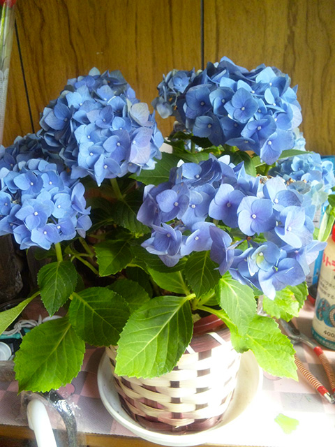 Hydrangea