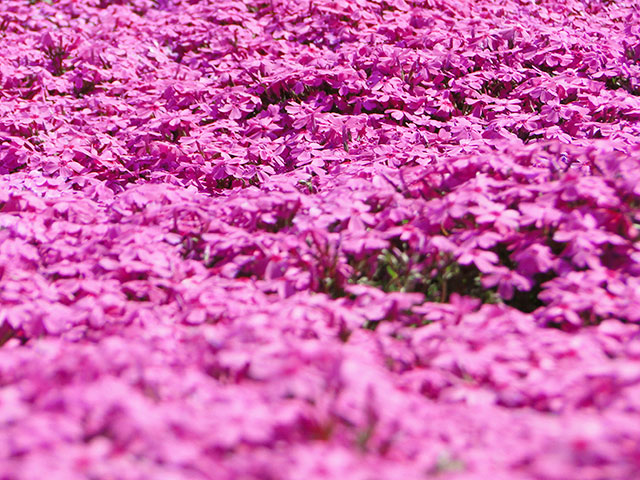 Moss Phlox