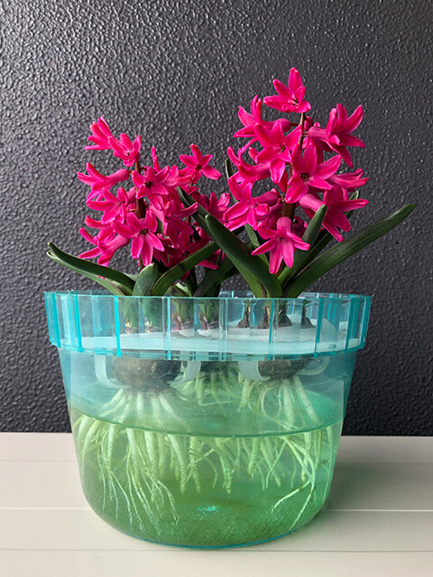 Hyacinths 220326