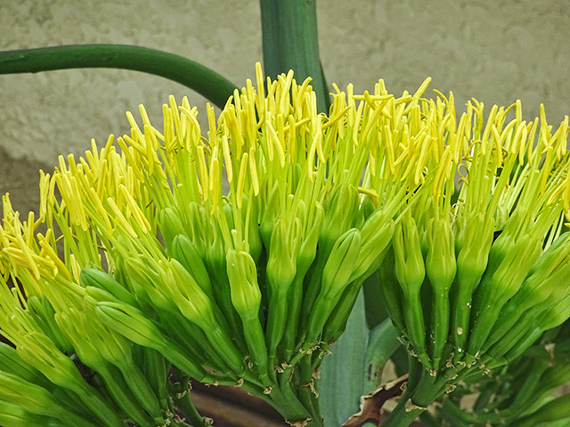 Agave americana