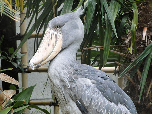 Shoebill