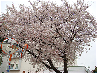 Sakura in NIRS