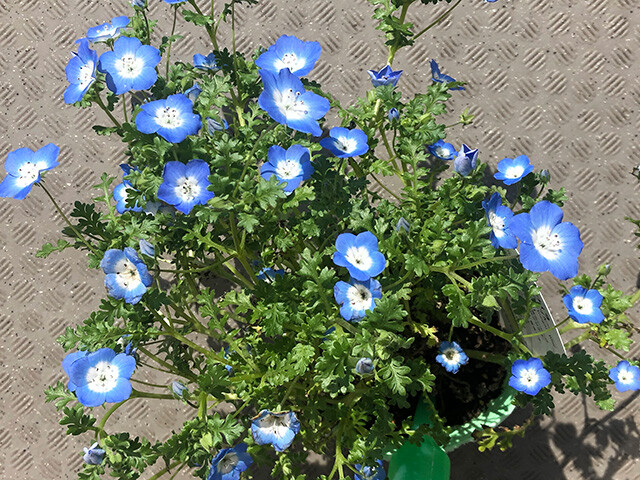 Nemophila