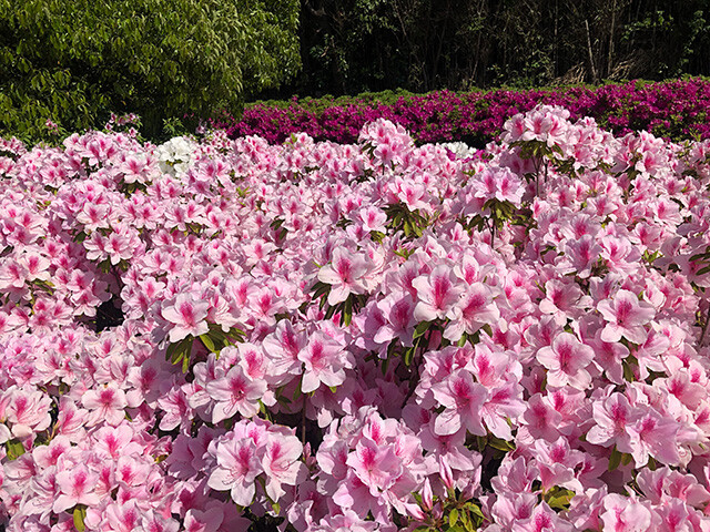 Azaleas