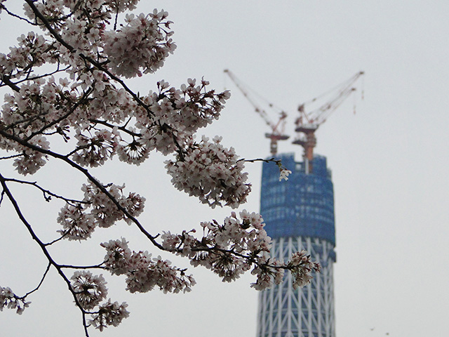 TOKYO SKY TREE with Cherry Blossoms