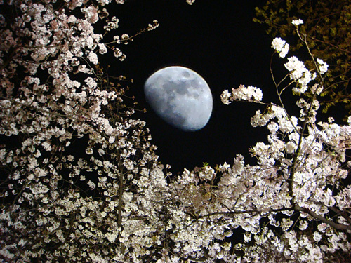 Cherry Blossoms with the Moon