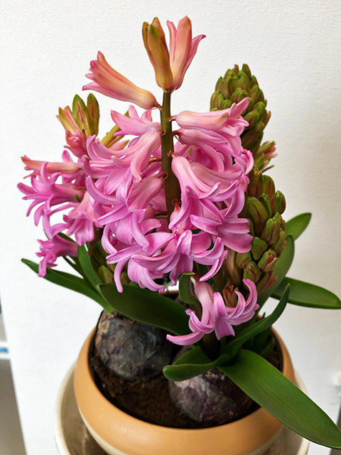 Pink Hyacinth 190301