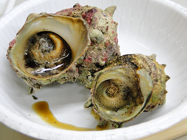 Grilled Turban Shell