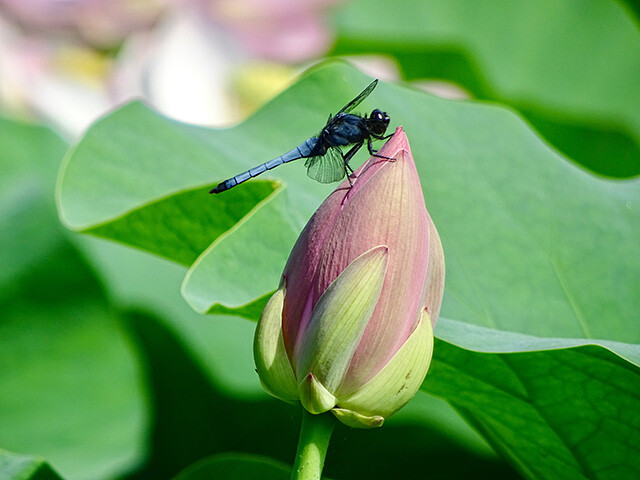 Oga Lotus and White-Tailed Skimmer