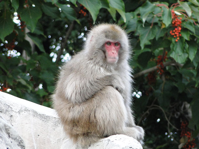 Japanese Monkey