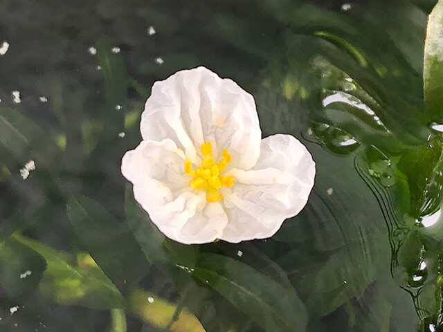 Brazilian Waterweed