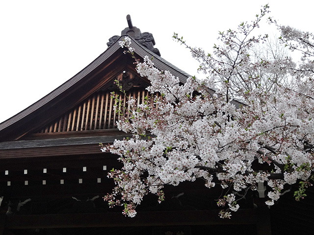 Cherry Blossoms at Yasukuni Shrine