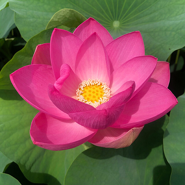 Oga Lotus