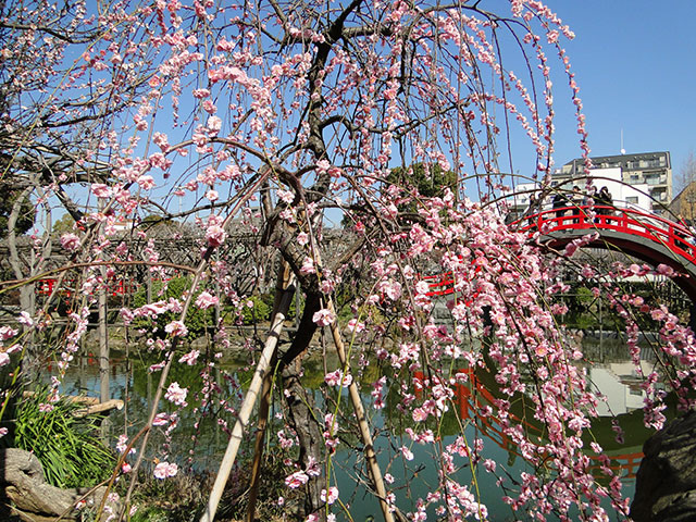Plum Tree at Kameido Tenjin Shrine