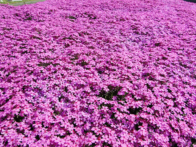 Moss Phlox