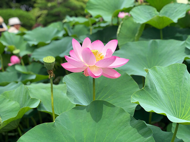 Oga Lotus