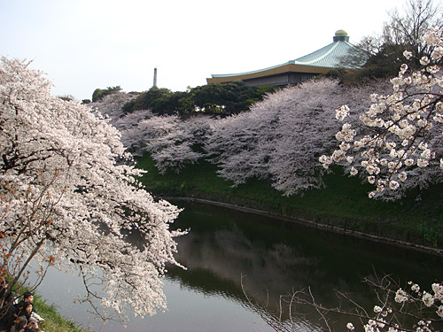 Cherry Blossoms