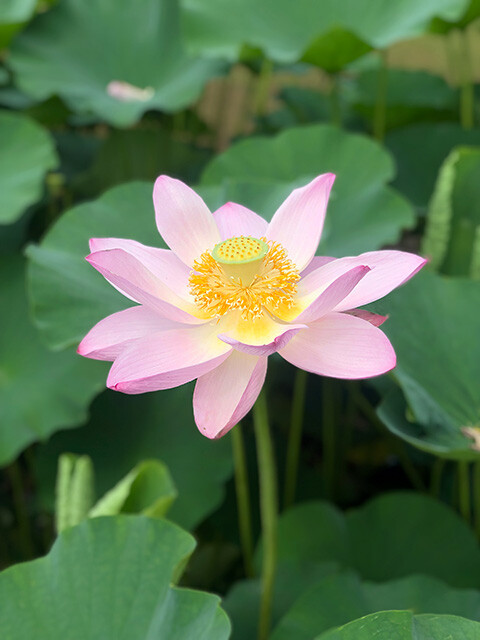 Oga Lotus