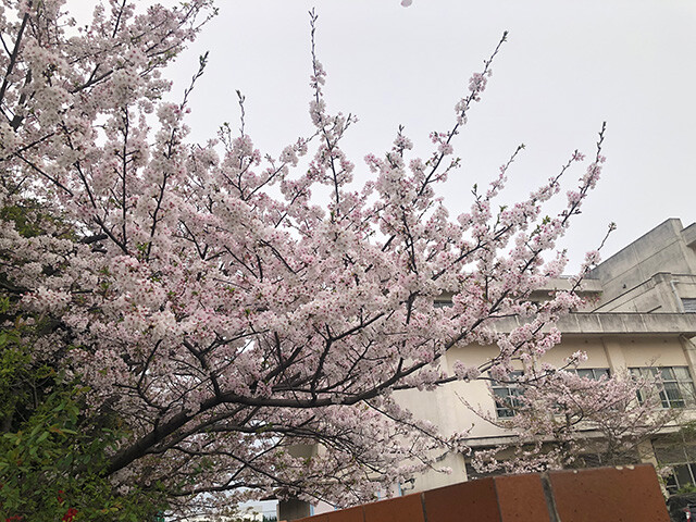 Cherry Blossoms