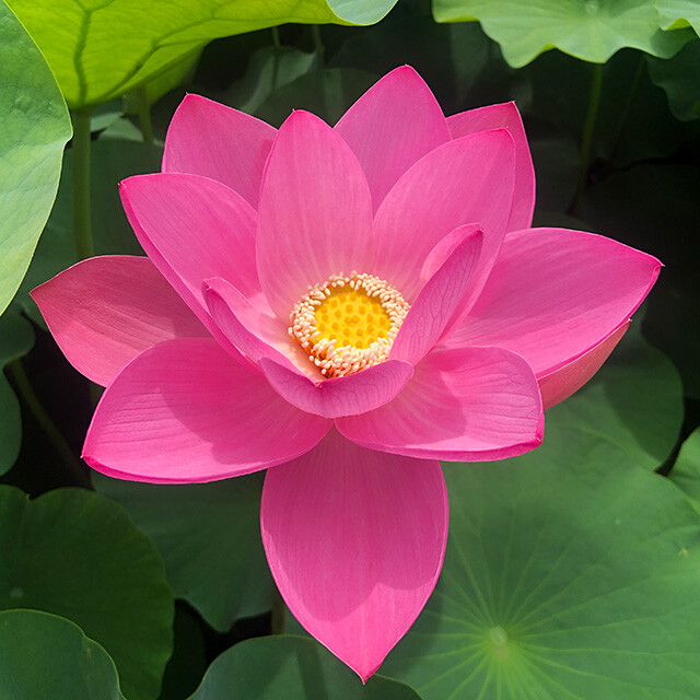 Oga Lotus