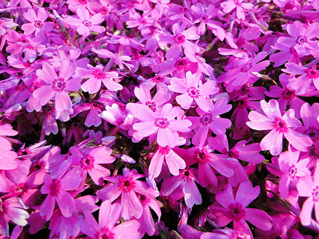 Moss Phlox