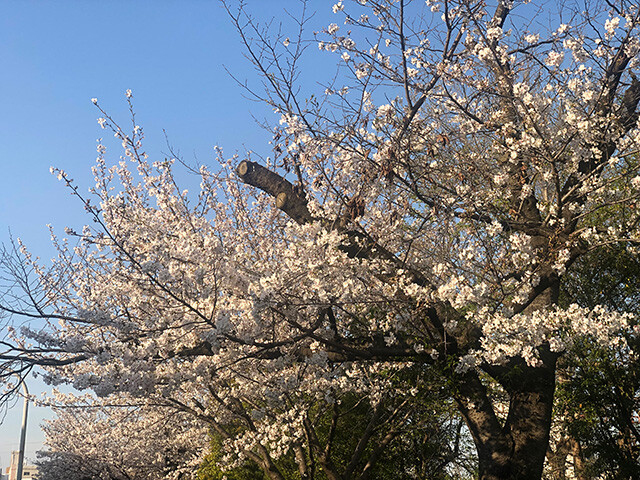 Cherry Blossoms