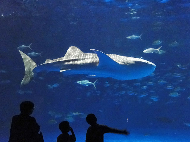 Whale Shark