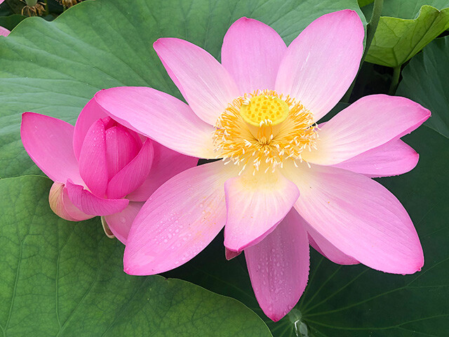 Oga Lotus
