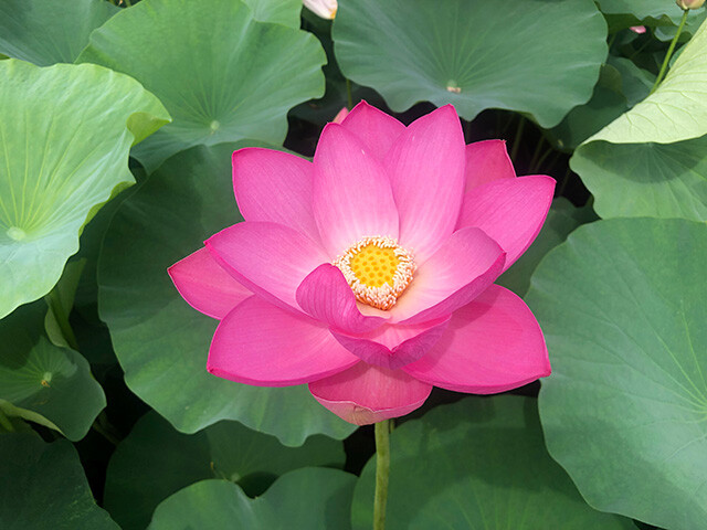 Oga Lotus